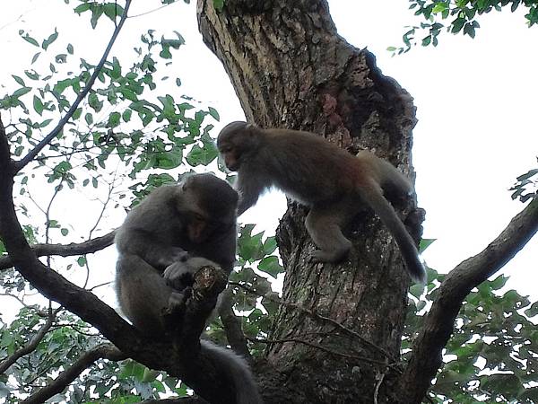 1021117 仁山植物園一日遊087.jpg