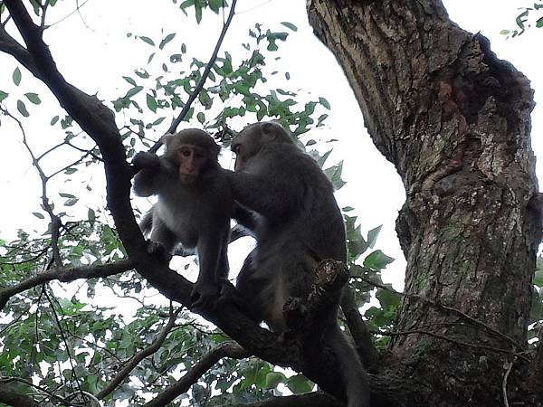 1021117 仁山植物園一日遊088.jpg