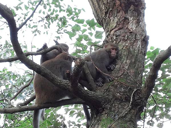 1021117 仁山植物園一日遊092.jpg