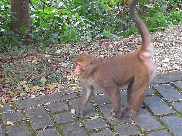 1021117 仁山植物園一日遊098.jpg