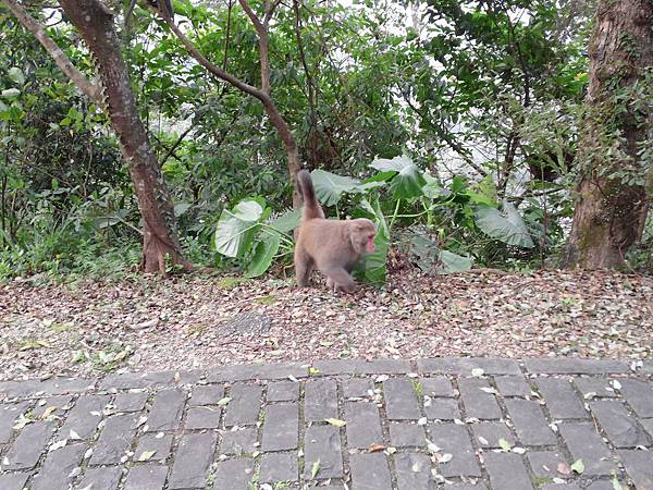 1021117 仁山植物園一日遊117.jpg