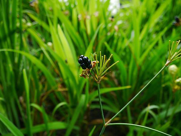 1021117 仁山植物園一日遊189.JPG
