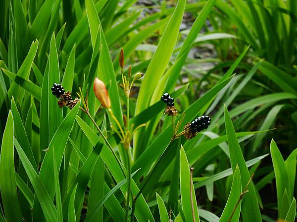 1021117 仁山植物園一日遊190.JPG
