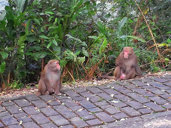 1021117 仁山植物園一日遊257