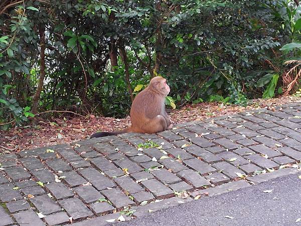 1021117 仁山植物園一日遊265