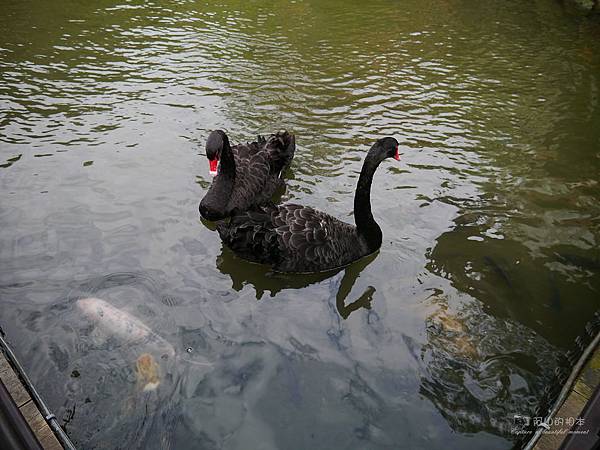 1021122 新埔南園 139-watermark.JPG