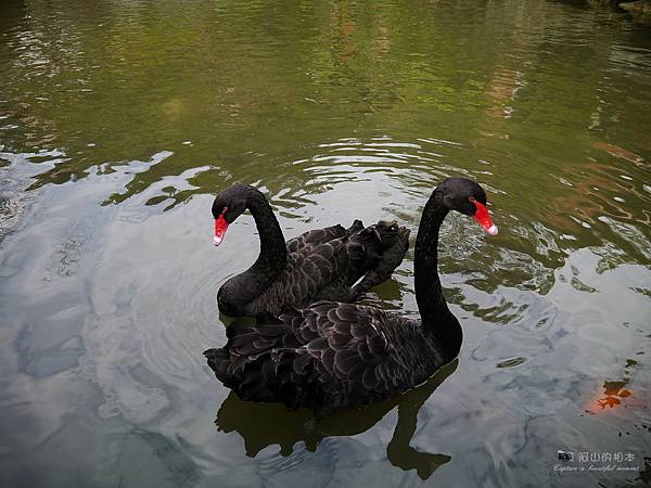 1021122 新埔南園 141-watermark.JPG