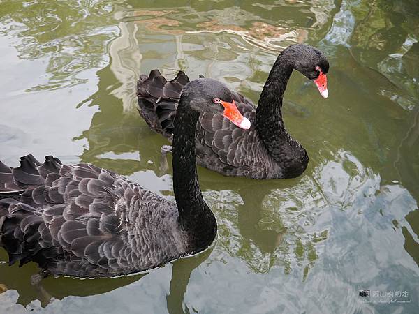 1021122 新埔南園 145-watermark.JPG