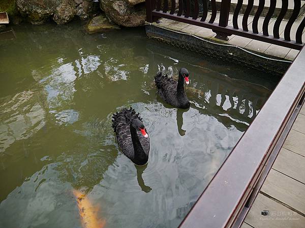 1021122 新埔南園 154-watermark.JPG