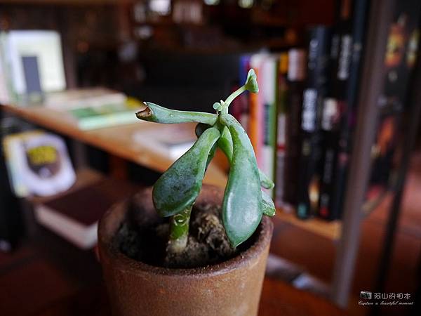 1021122 新埔南園 211-watermark.JPG