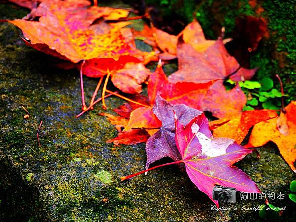 1021216 拱北殿與蘭陽博物館(pixnet)_030-watermark.jpg