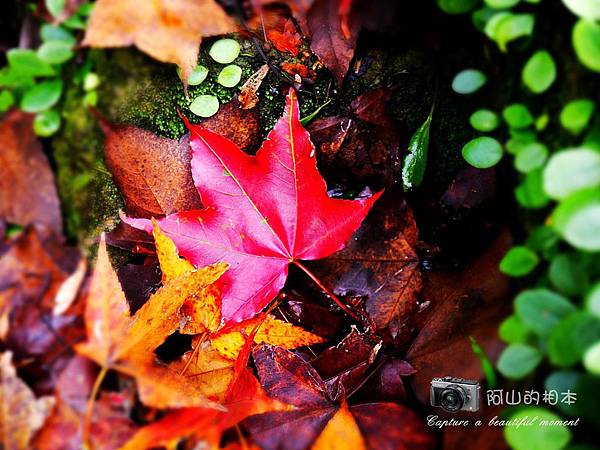 1021216 拱北殿與蘭陽博物館(pixnet)_031-watermark.jpg