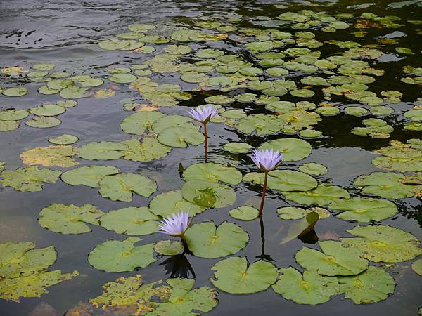 1030418 南投賞螢之旅286.JPG