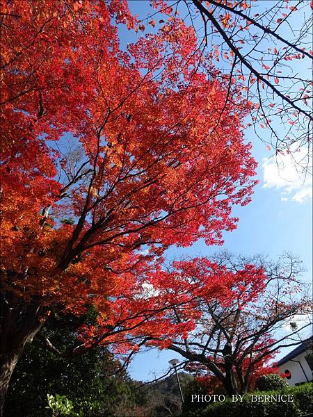 追紅葉 曼殊院門跡紅葉 京都生活 隨意窩xuite日誌