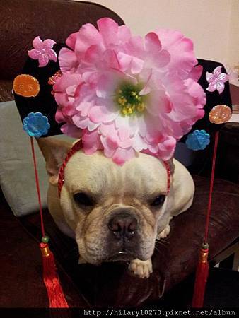 翊坤宮樂貴妃 翊坤宮樂貴妃