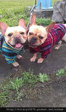 法國鬥牛犬 阿肥&美女