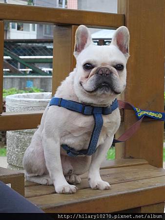 國鬥牛犬 假鬼假怪嗙乓ㄆㄤˇㄆㄤ