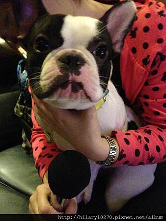 尼莫-歌手(訓練中) 尼莫-歌手(訓練中)