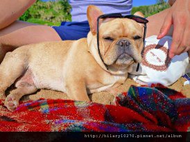 熊小子-夜市眼鏡小販 熊小子-夜市眼鏡小販