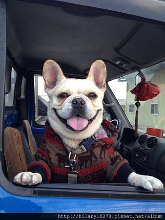 貢丸-司機 貢丸-司機