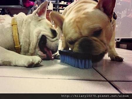 阿咪摸熊小子清潔員