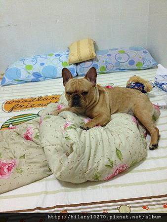 蛋捲-寢具銷售業務