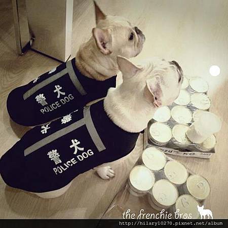 潽洱池池-警犬 潽洱池池-警犬