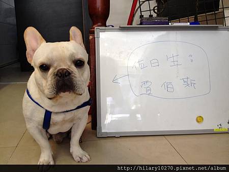 賈伯斯-監工 賈伯斯-監工