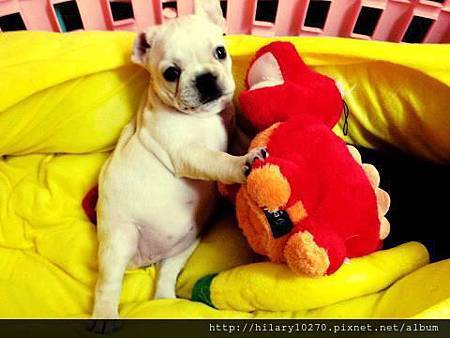 滷肉-地球保衛隊隊員(訓練中) 滷肉-地球保衛隊隊員(訓練中)