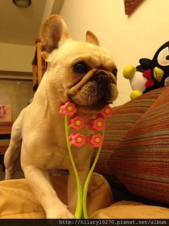 柚子-纖體中心顧問 柚子-纖體中心顧問