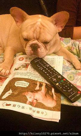 啵比-待業中 啵比-待業中