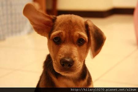 饅頭-地球保衛隊-情報員