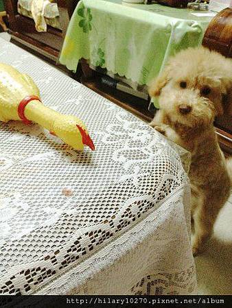 錢錢-烤雞小老闆