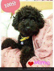 黑貴賓女孩 - Mimo