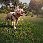 母親節微笑大使