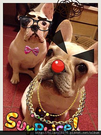 法鬥牛牛ㄦㄉ超萌日記-錢錢&胖呆 錢錢.呆