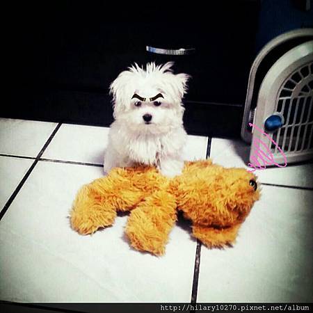 瑪爾濟斯-哈啾 瑪爾濟斯-哈啾