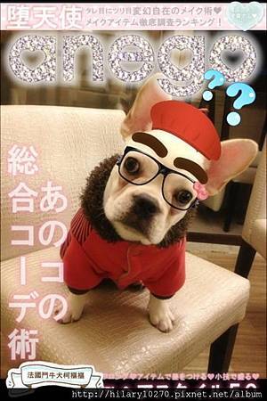 法國鬥牛犬 柯摳摳 柯摳摳