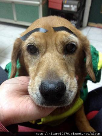 饅頭哥不是哥就愛耍嘴皮兒 粗眉大叔