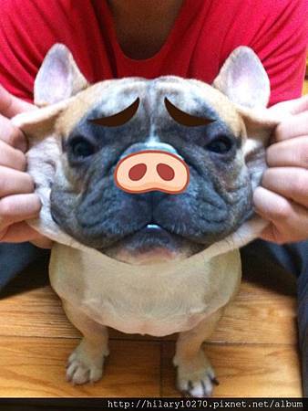 法國鬥牛犬 波妞&拿鐵 拿鐵