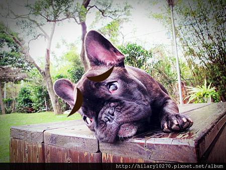 法國鬥牛犬 假鬼假怪嗙乓ㄆㄤˇㄆㄤ 派派