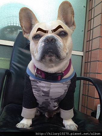 法國鬥牛犬貢丸愛正妹 貢丸