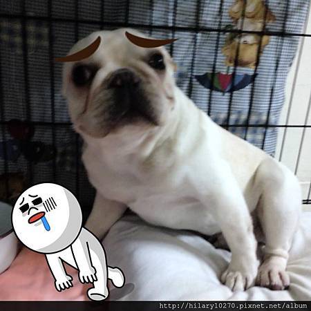 法國鬥牛犬 龍龍 龍龍