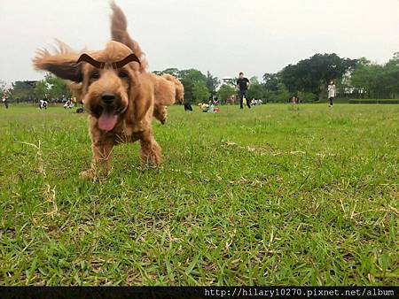 臘腸貴賓米克斯*弟弟 弟弟