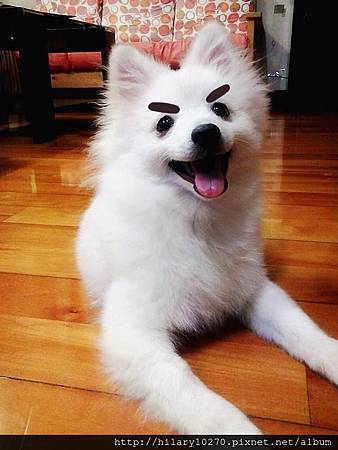 銀狐犬-波波。ω。 銀狐犬-波波