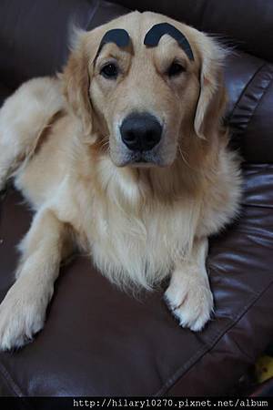 黃金獵犬- *邱 M o n e y * 邱 M o n e y