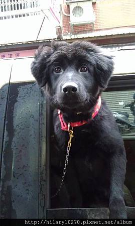 Mix【澎澎】 台灣仿黑熊 澎澎-2