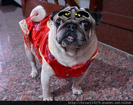 巴哥犬 賺錢$ Pug 賺錢