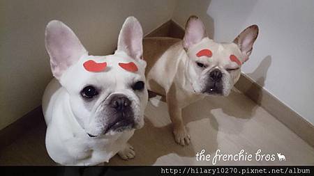 法鬥哥兒們 潽洱跟法池