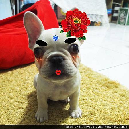 吼唷。我是法鬥 French Bulldog Hŏyo 粗眉大叔